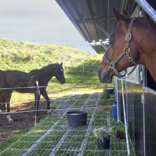 Der erste Tag – erstmal nur gucken: Gnadenhof-Pferde Henry (r.), Lando und Carthago Der erste Tag - erstmal nur gucken: Gnadenhof-Pferde Henry (r.), Lando und Carthago / © 2014 Arche KaNaum (DN)