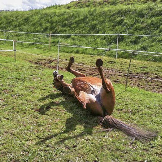 „So kann man’s aushalten!“ – Gnadenhof-Pferd Henry "So kann man's aushalten!" - Gnadenhof-Pferd Henry / © 2014 Arche KaNaum (DN)