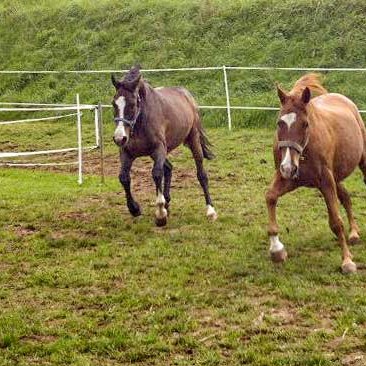 Spaß beim Wettlauf: Gnadenhof-Pferde Carthago (l.) und Henry Spaß beim Wettlauf: Gnadenhof-Pferde Carthago (l.) und Henry / © 2014 Arche KaNaum (DN)
