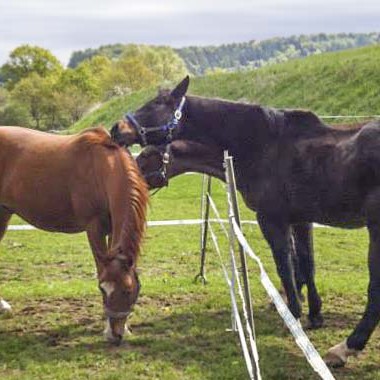 Erster vorsichtiger Kontakt: Gnadenhof-Pferde Henry (l.), Lando (v.) und Carthago Erster vorsichtiger Kontakt: Gnadenhof-Pferde Henry (l.), Lando (v.) und Carthago / © 2014 Arche KaNaum (DN)