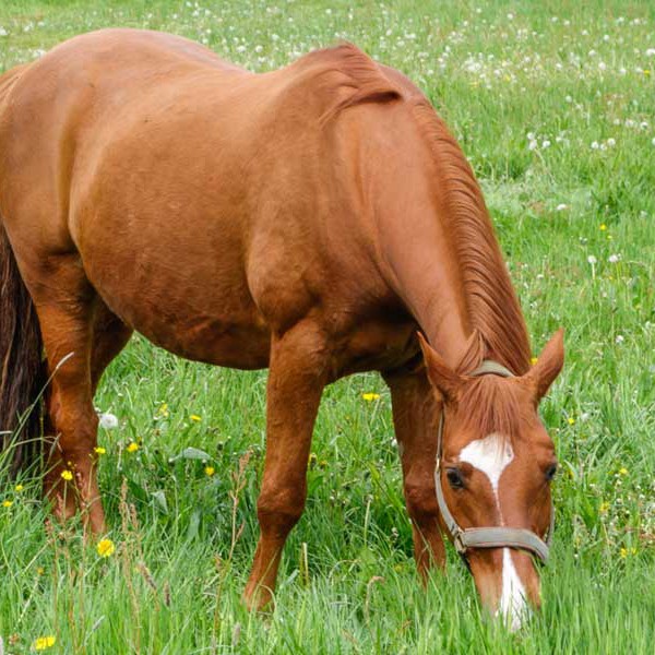 Gnadenhof-Pferd Henry Gnadenhof-Pferd Henry / © 2014 Arche KaNaum (NH)