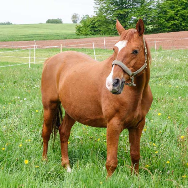 Gnadenhof-Pferd Henry Gnadenhof-Pferd Henry / © 2014 Arche KaNaum (NH)