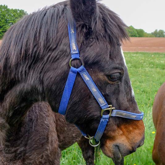 Gnadenhof-Pferd Lando Gnadenhof-Pferd Lando / © 2014 Arche KaNaum (NH)