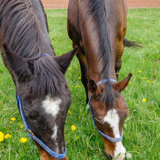 Beste Freunde: Gnadenhof-Pferde Lando (l.) und Kumpel Carthago Beste Freunde: Gnadenhof-Pferde Lando (l.) und Kumpel Carthago / © 2014 Arche KaNaum (NH)