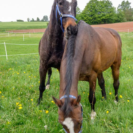 Gnadenhof-Pferd Lando (l.) beim Kuscheln mit Kumpel Carthago Gnadenhof-Pferd Lando (l.) beim Kuscheln mit Kumpel Carthago / © 2014 Arche KaNaum (NH)