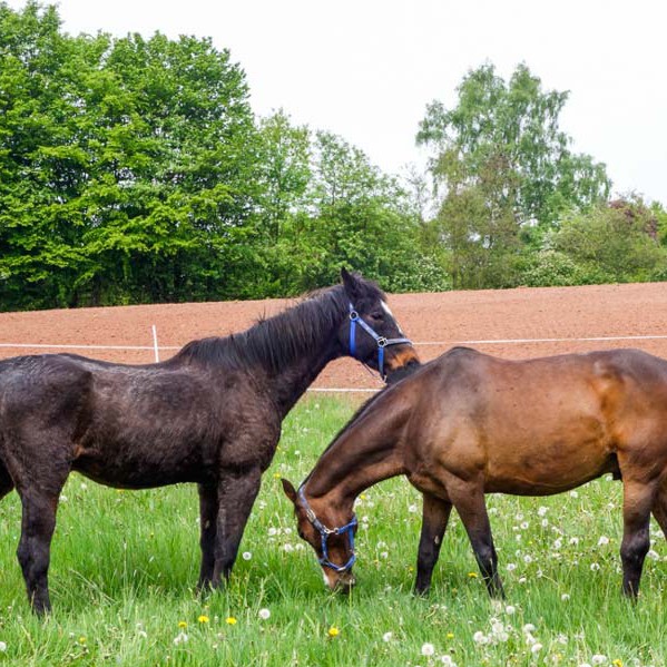 Beste Freunde: Gnadenhof-Pferde Lando (l.) und Kumpel Carthago Beste Freunde: Gnadenhof-Pferde Lando (l.) und Kumpel Carthago / © 2014 Arche KaNaum (NH)