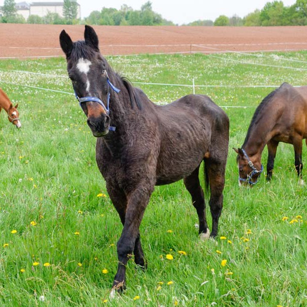 Gnadenhof-Pferd Lando (v.) mit Kumpeln Henry (l.) und Carthago (r.) Gnadenhof-Pferd Lando (v.) mit Kumpeln Henry (l.) und Carthago (r.) / © 2014 Arche KaNaum (NH)