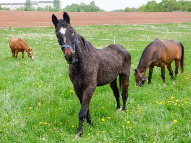 Gnadenhof-Pferd Lando (v.) mit Kumpeln Henry (l.) und Carthago (r.) / © 2014 Arche KaNaum (NH)