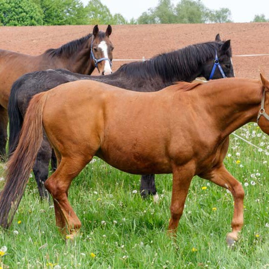 Drei unserer Gnadenhof-Pferde (v.h.) Carthago, Lando und Henry Drei unserer Gnadenhof-Pferde (v.h.) Carthago, Lando und Henry / © 2014 Arche KaNaum (NH)