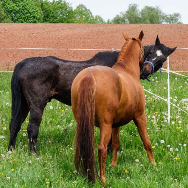 Gnadenhof-Pferd Lando (l.) mit Kumpel Henry Gnadenhof-Pferd Lando (l.) mit Kumpel Henry / © 2014 Arche KaNaum (NH)
