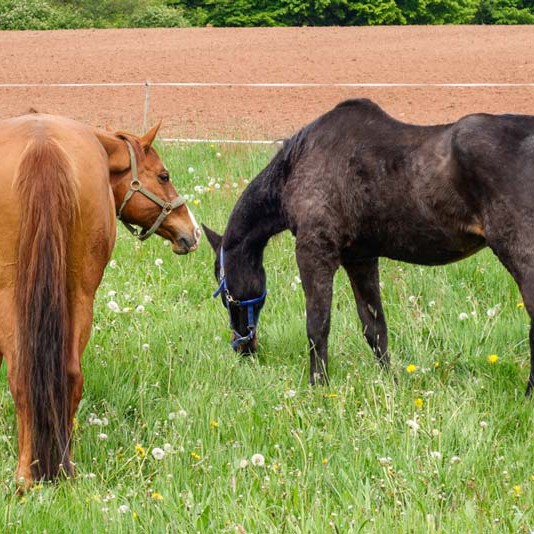 Gnadenhof-Pferd Henry (l.) mit Kumpel Lando Gnadenhof-Pferd Henry (l.) mit Kumpel Lando / © 2014 Arche KaNaum (NH)