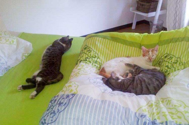 Kater Odin (l.) und Toni (r.-o.) mit Katzenkumpel im neuen Zuhause / © 13.06.14 Privat