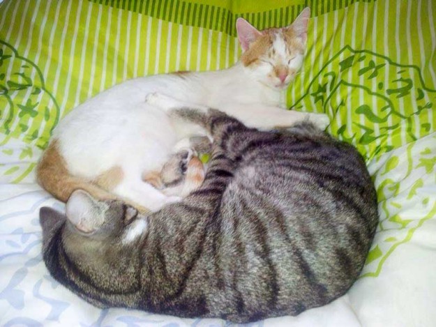 Kater Toni (h.) mit Katzenkumpel im neuen Zuhause / © 13.06.14 Privat