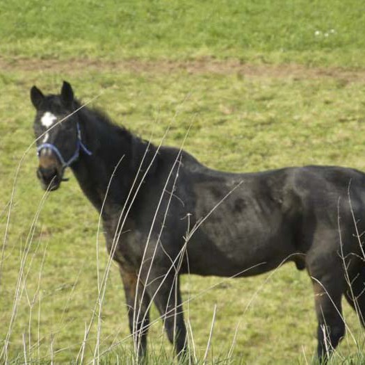 Gnadenhof-Pferd Lando Gnadenhof-Pferd Lando / © 2014 Arche KaNaum (DN)