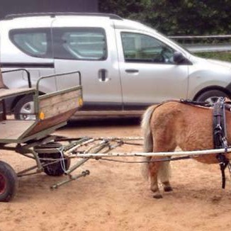 „Beschäftigungstherapie“ mit Gnadenhof-Pferd Emma "Beschäftigungstherapie" mit Gnadenhof-Pferd Emma / © 2014 Arche KaNaum (D.N.)