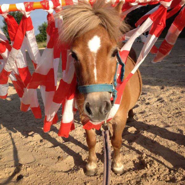 „Immer schön cool bleiben!“ Gnadenhof-Pferd Emma "Immer schön cool bleiben!" Gnadenhof-Pferd Emma / © 2014 Arche KaNaum (D.N.)