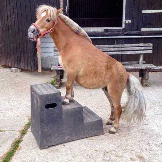 Unser „Zirkus“-Pferd Emma Unser "Zirkus"-Pferd Emma / © 2014 Arche KaNaum (D.N.)