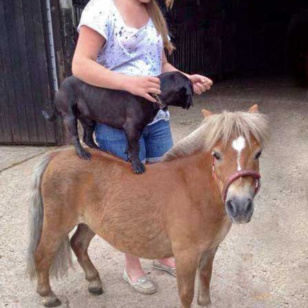 Unser „Zirkus“-Pferd Emma Unser "Zirkus"-Pferd Emma / © 2014 Arche KaNaum (D.N.)