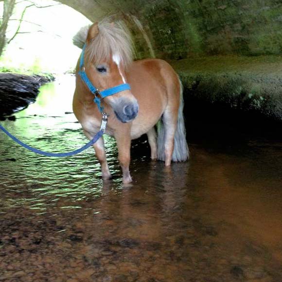 Spaziergang mit unserem Gnadenhof-Pferd Emma Spaziergang mit unserem Gnadenhof-Pferd Emma / © 2014 Arche KaNaum (LD)