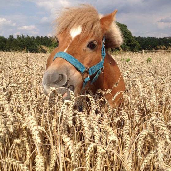 Spaziergang mit unserem Gnadenhof-Pferd Emma Spaziergang mit unserem Gnadenhof-Pferd Emma / © 2014 Arche KaNaum (LD)