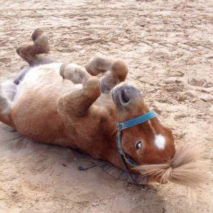 Gnadenhof-Pferd Emma Gnadenhof-Pferd Emma / © 2014 Arche KaNaum (DN)