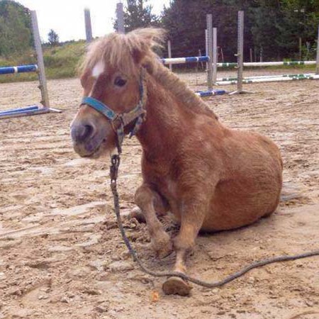 Gnadenhof-Pferd Emma Gnadenhof-Pferd Emma / © 2014 Arche KaNaum (DN)