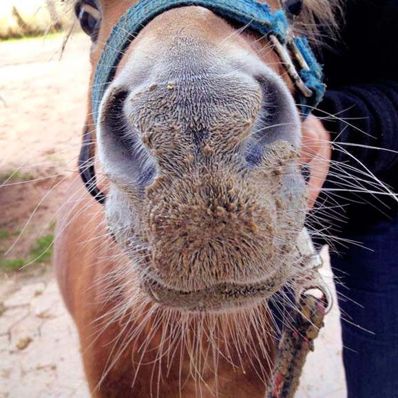 Gnadenhof-Pferd Emma Gnadenhof-Pferd Emma / © 2014 Arche KaNaum (DN)