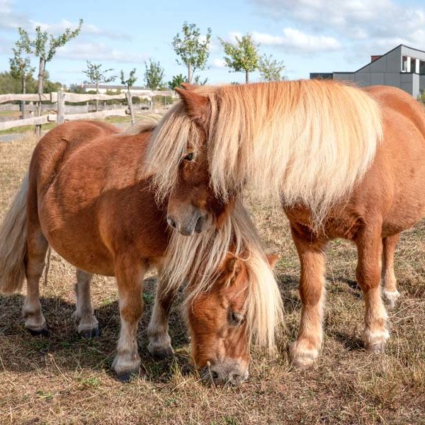 Gnadenhof-Pferde Emma (l.) und Otto / © 2020 Arche KaNaum (NH) Gnadenhof-Pferde Emma (l.) und Otto / © 2020 Arche KaNaum (NH)