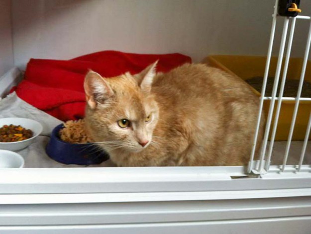 Kater Momo (aka Fund-Kater Streuner) / © 2014 Arche KaNaum (D.N.)