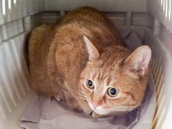 Kätzin Eule - so sah sie aus, als sie zu uns kam / © 2014 Arche KaNaum (DN)