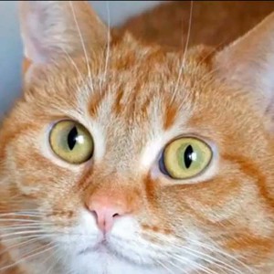 Kätzin Eule / © 2014 Arche KaNaum (DN)