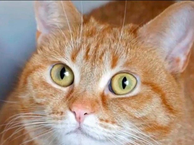 Kätzin Eule / © 2014 Arche KaNaum (DN)