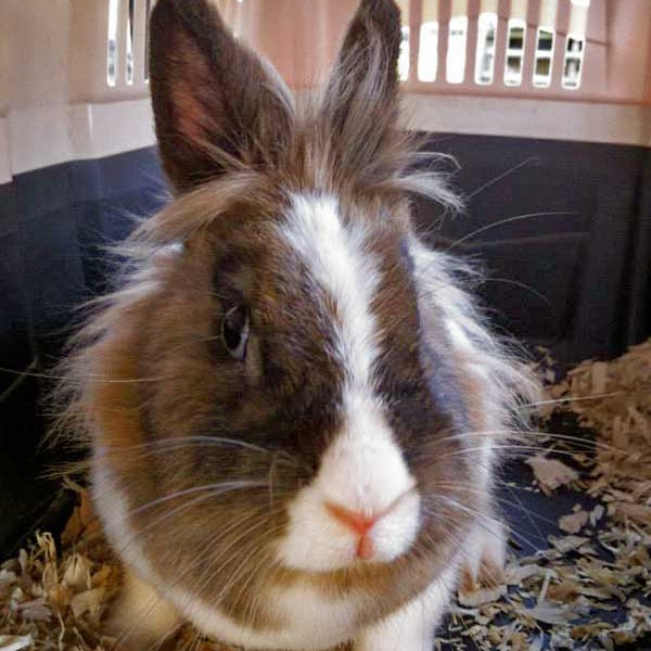 Kaninchen Cleo Kaninchen Cleo / © 2014 Arche KaNaum (DN)
