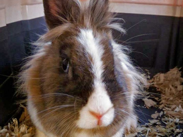 Kaninchen Cleo / © 2014 Arche KaNaum (DN)