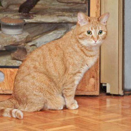 Kätzin Eule Kätzin Eule / © 2014 Arche KaNaum (LD)