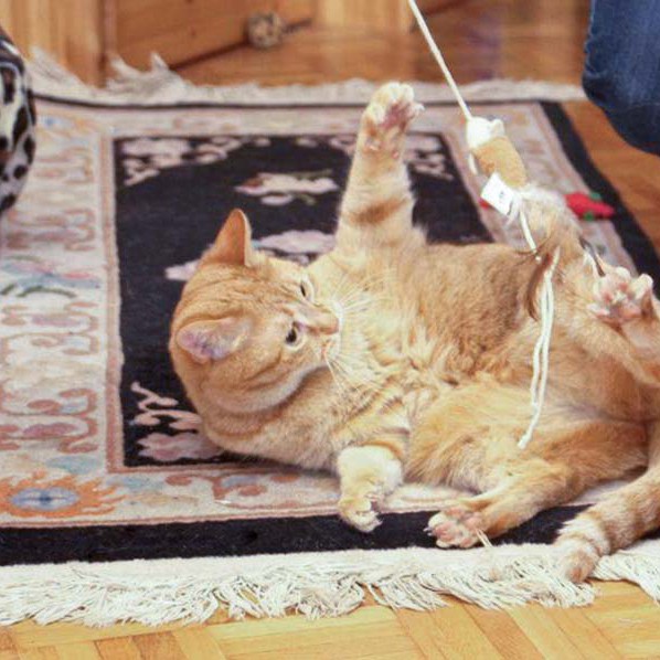 Kätzin Eule Kätzin Eule / © 2014 Arche KaNaum (LD)