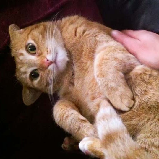 Kätzin Eule Kätzin Eule / © 2014 Arche KaNaum (LD)