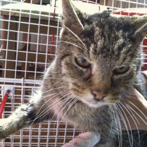 Kater Zausel Kater Zausel / © 2014 Arche KaNaum (DN)