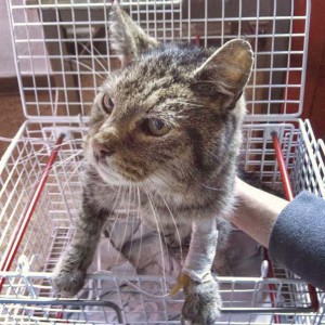 Kater Zausel Kater Zausel / © 2014 Arche KaNaum (DN)