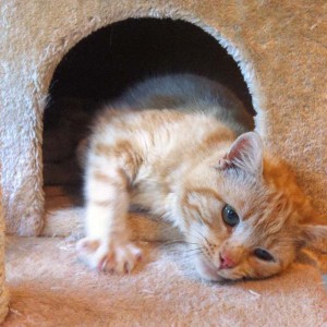 Kater Gorgo Kater Gorgo / © 2014 Arche KaNaum (DN)