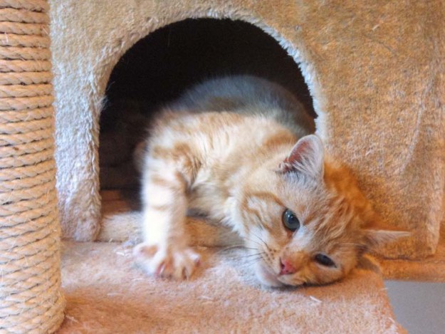 Kater Gorgo / © 2014 Arche KaNaum (DN)