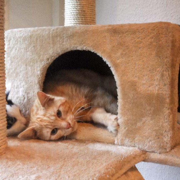 Kater Gorgo (r.) mit Freundin Kätzin Ursel Kater Gorgo (r.) mit Freundin Kätzin Ursel / © 2014 Arche KaNaum (DN)