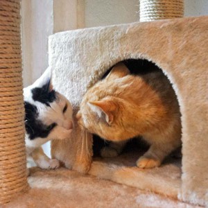 Kater Gorgo (r.) mit Freundin Kätzin Ursel Kater Gorgo (r.) mit Freundin Kätzin Ursel / © 2014 Arche KaNaum (DN)