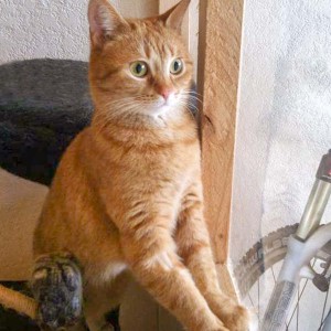 Kätzin Eule / © 2014 Arche KaNaum (DN)