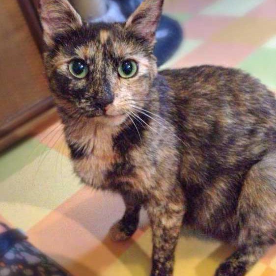 Kätzin Schnute Kätzin Schnute / © 2014 Arche KaNaum (DN)