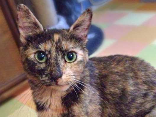 Kätzin Schnute / © 2014 Arche KaNaum (DN)