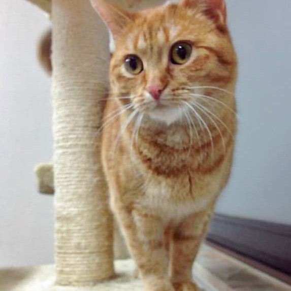 Kätzin Eule Kätzin Eule / © 2014 Arche KaNaum (DN)