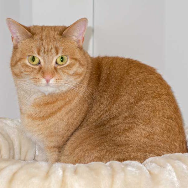 Kätzin Eule Kätzin Eule / © 2014 Arche KaNaum (NH)