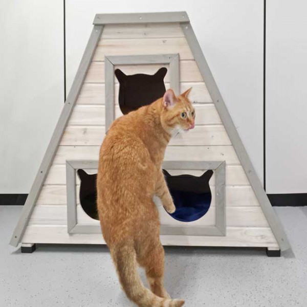 Kätzin Eule Kätzin Eule / © 2014 Arche KaNaum (NH)