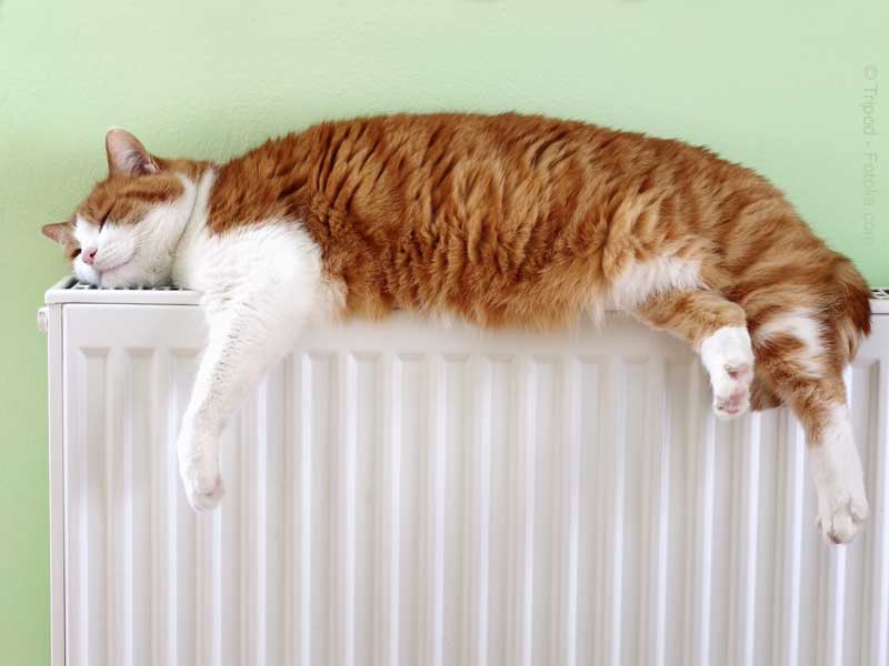 Neues Zuhause gefunden! (Heizungskatze / © Tripod - Fotolia.com)